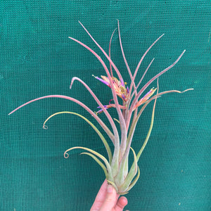 Tillandsia - Bishop John Fishcher