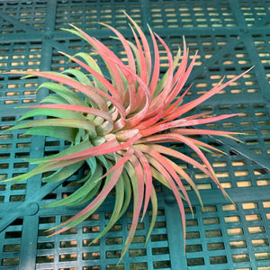 Tillandsia - ionantha ‘APD006’