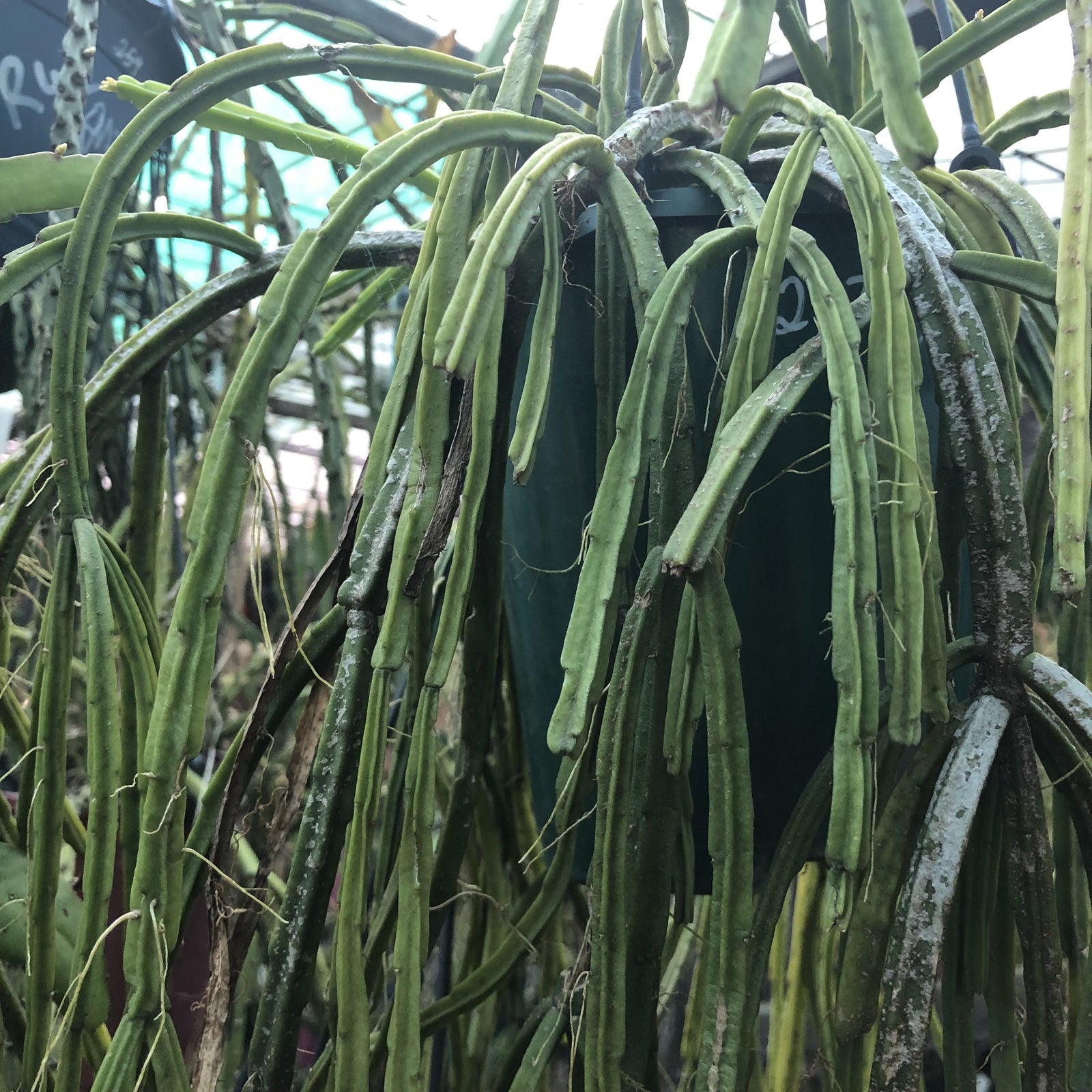 Rhipsalis pentaptera Fine - R58