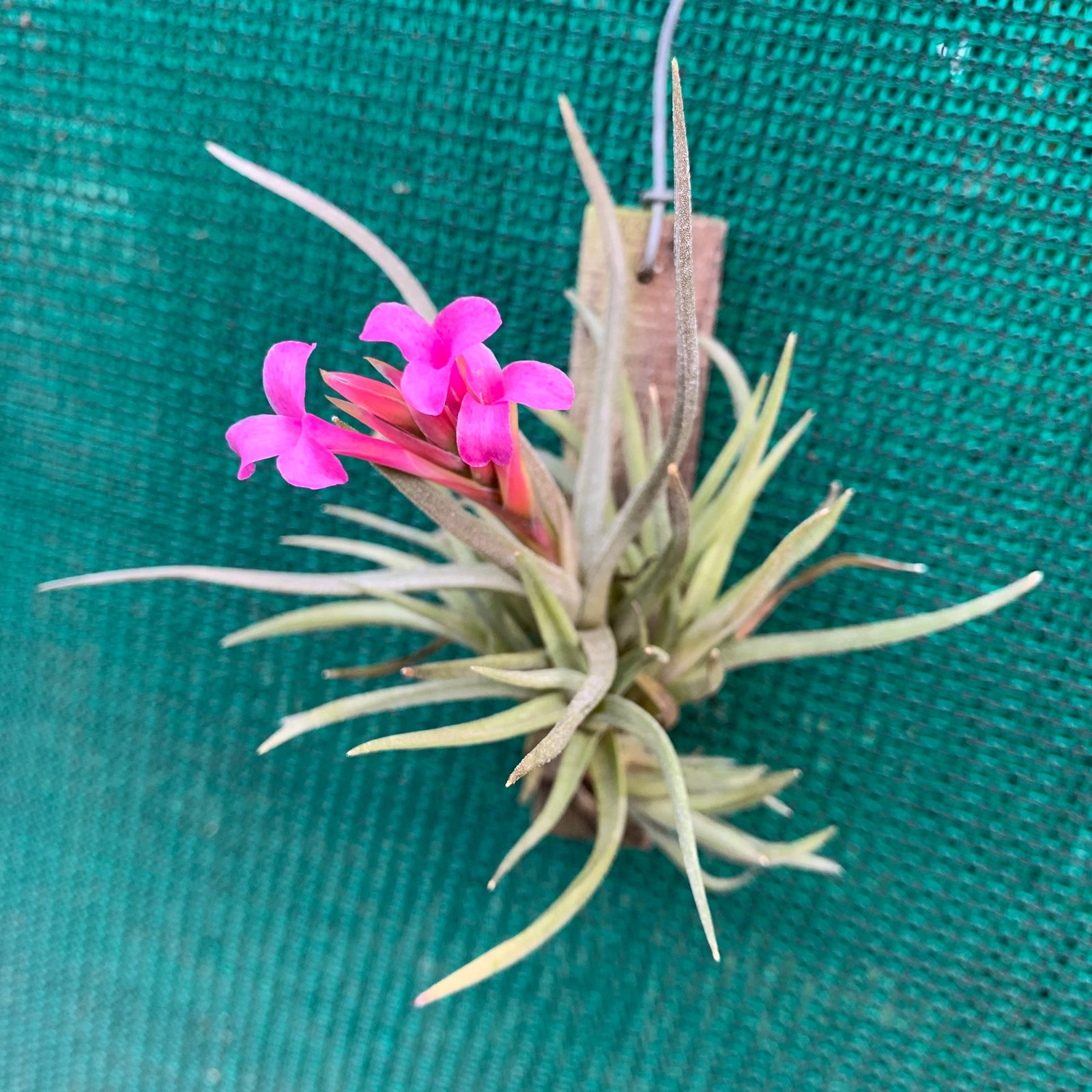 Tillandsia - argentina