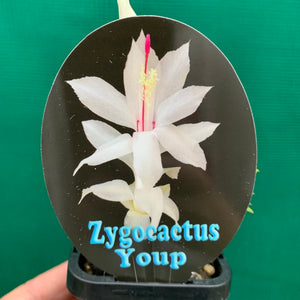 Zygocactus Youp