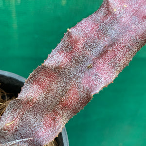 Cryptanthus - Eruption