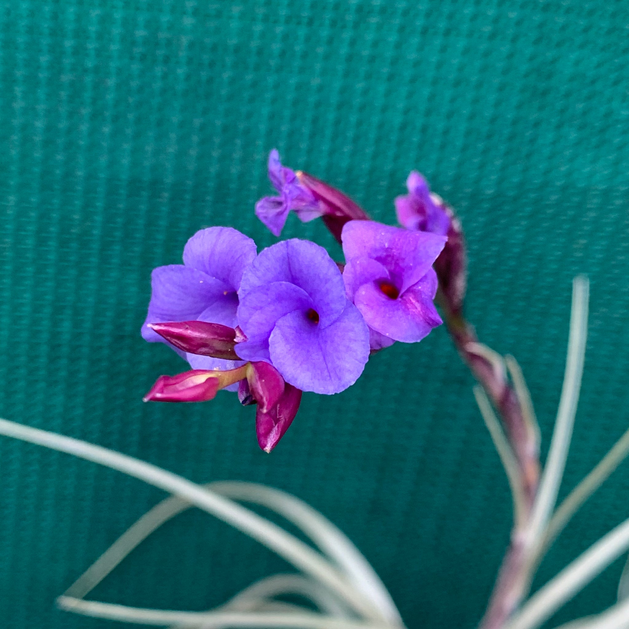 air plant with purple tips Tillandsia - Howard's Purple