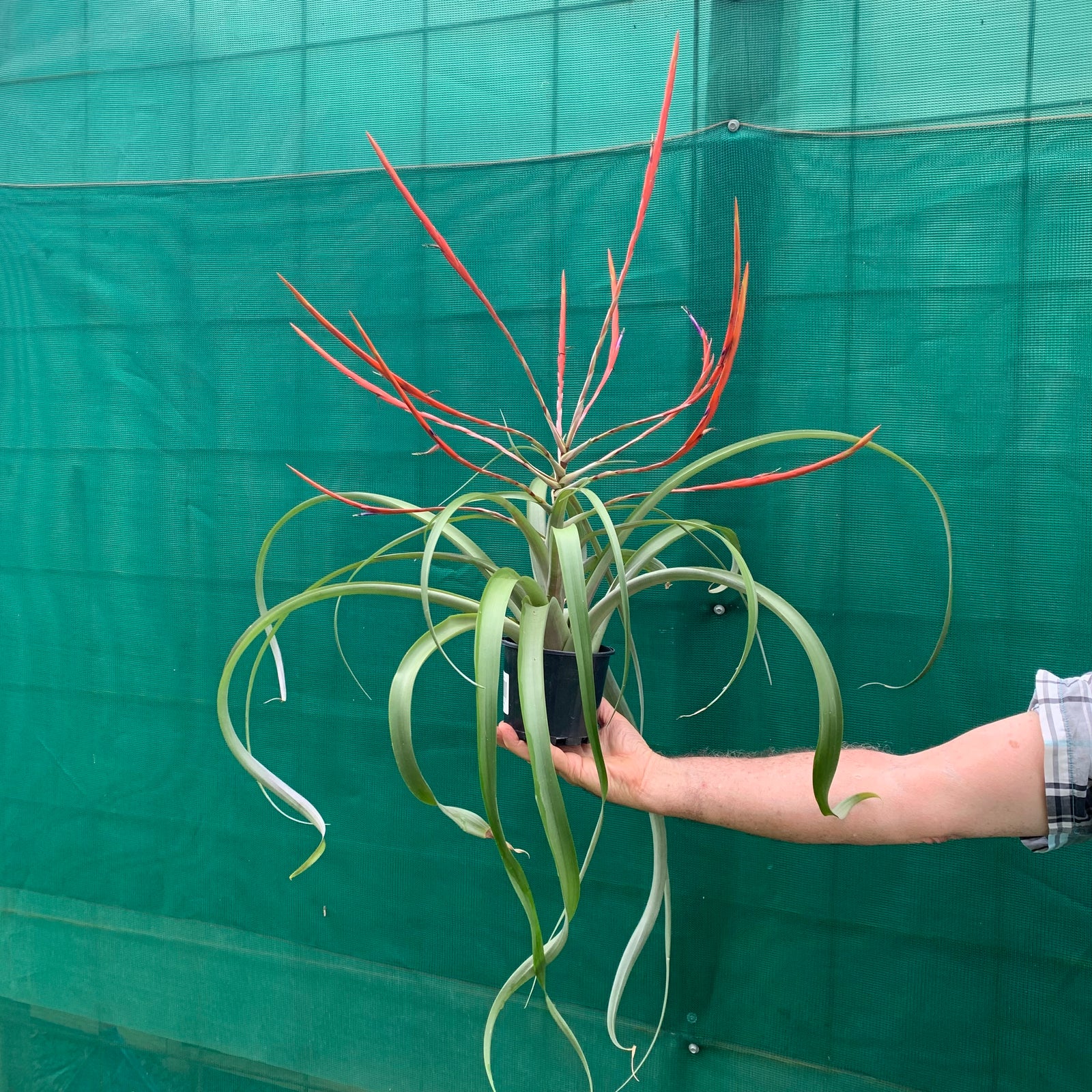 Tillandsia - flabellata ‘Giant Red’ ex. PT