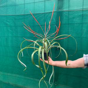 Tillandsia - Flabellata ‘Giant Red’ ex. PT