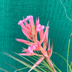 Tillandsia - globosa