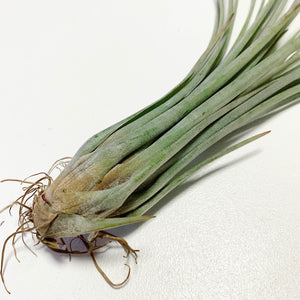 Tillandsia - x Floridana ex. OM