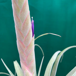 Tillandsia - Queen’s Delight