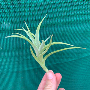 Tillandsia - edithae ‘Bolivia’ ex. PT