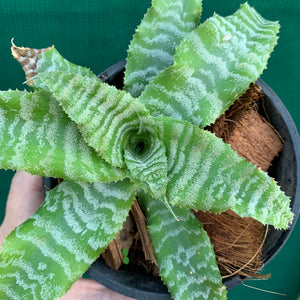 Cryptanthus - Shimmer