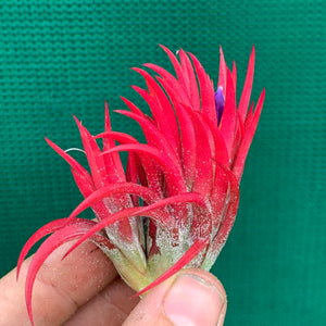 Tillandsia - ionantha 'Fuego' ex. RFI