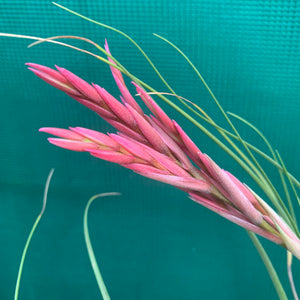 Tillandsia - Holm’s Verlesglo ex. PT