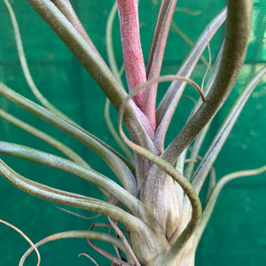 Tillandsia - Crackerjack ex. BG