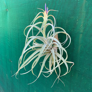 Tillandsia - Pink Velvet ex. Tropiflora