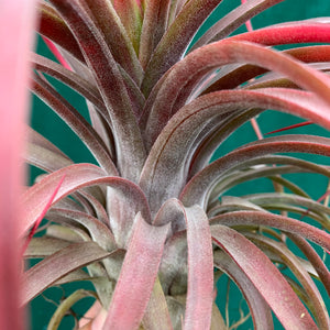 Tillandsia - Eric The Red