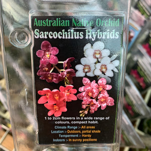 Orchid - Australian Native Orchid ‘Sarcochilus Hybrids’