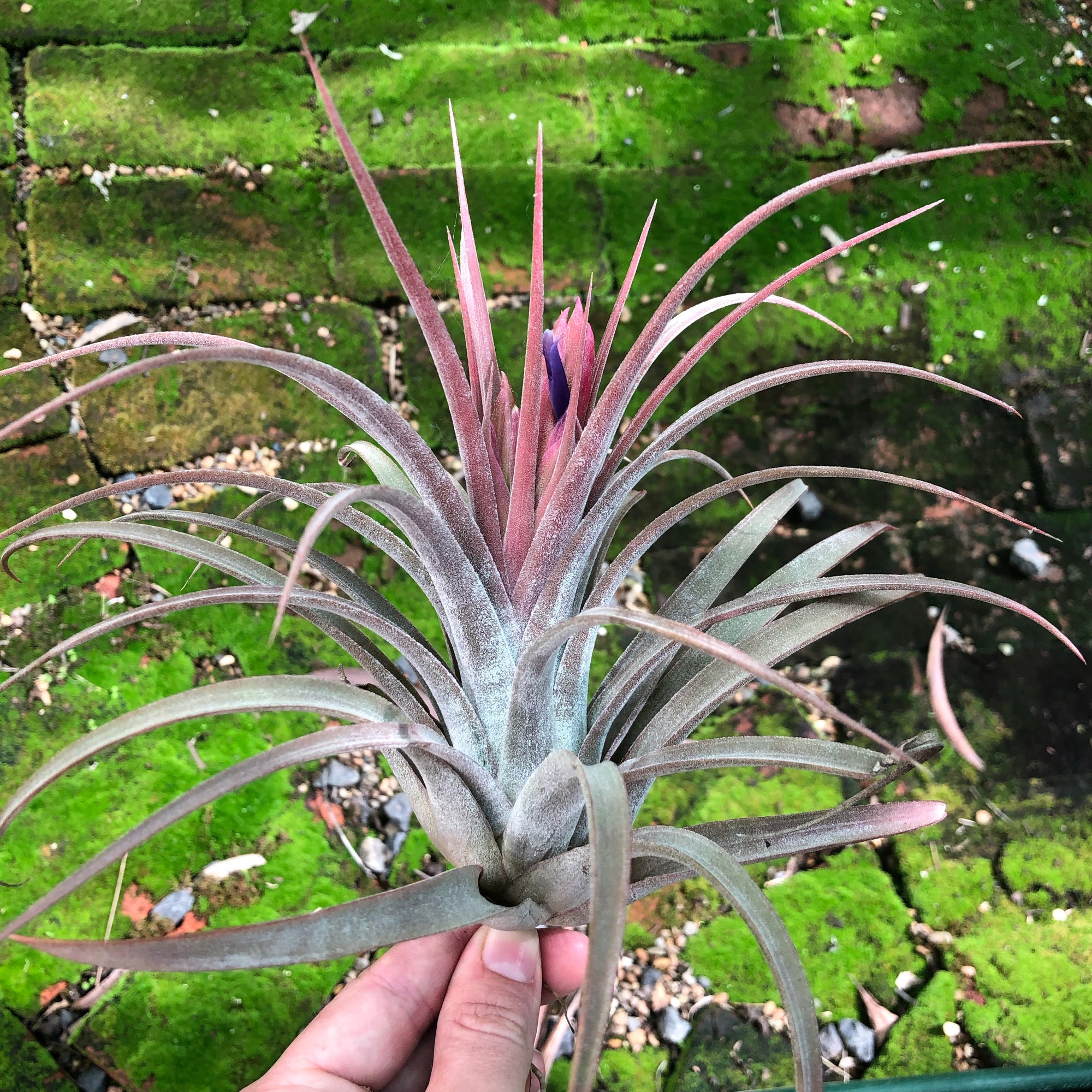 silver air plant Tillandsia - Silver Trinket