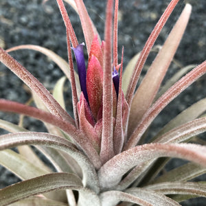 Tillandsia - Silver Trinket