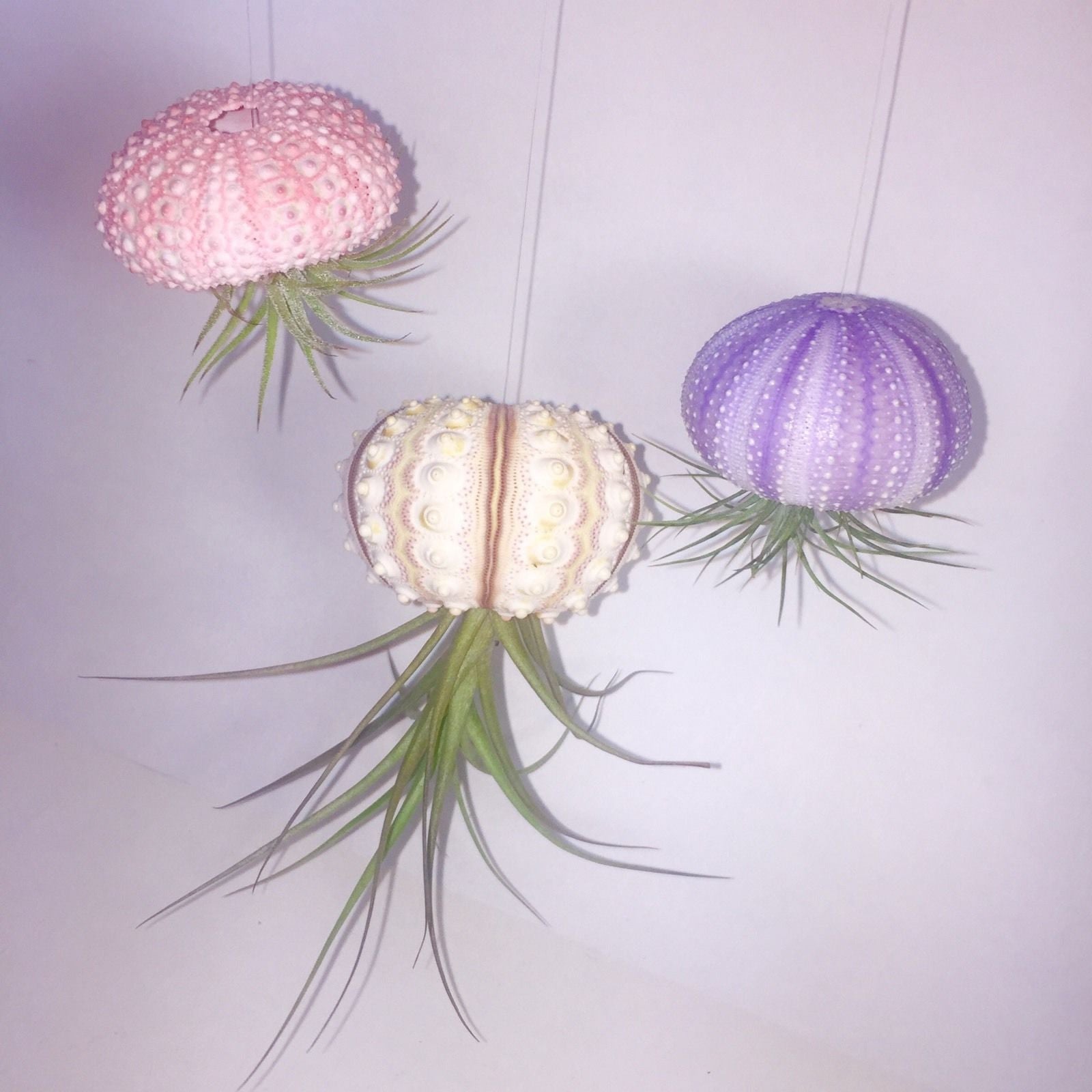 Air Plant Jellyfish