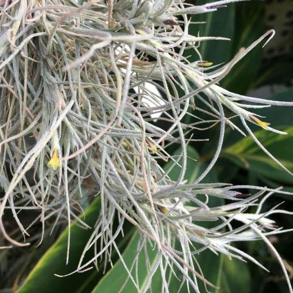 Tillandsia - Kimberly (Fragrant)