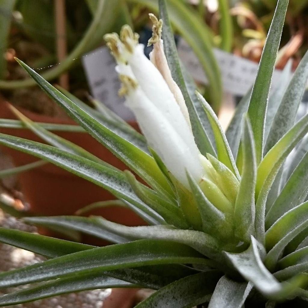 plagiotropica air plant Tillandsia - plagiotropica ex. CC