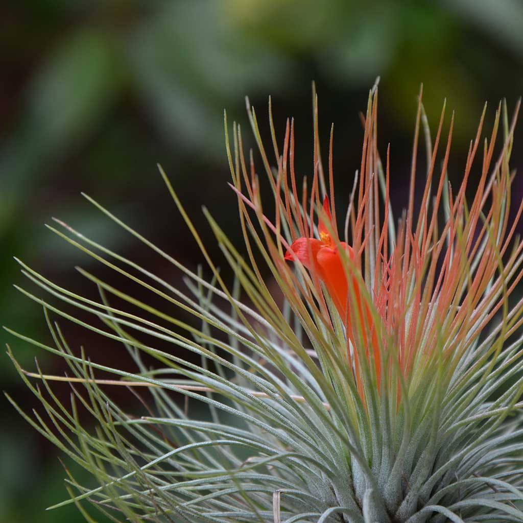 andreana air plant care Tillandsia - andreana ex. CC