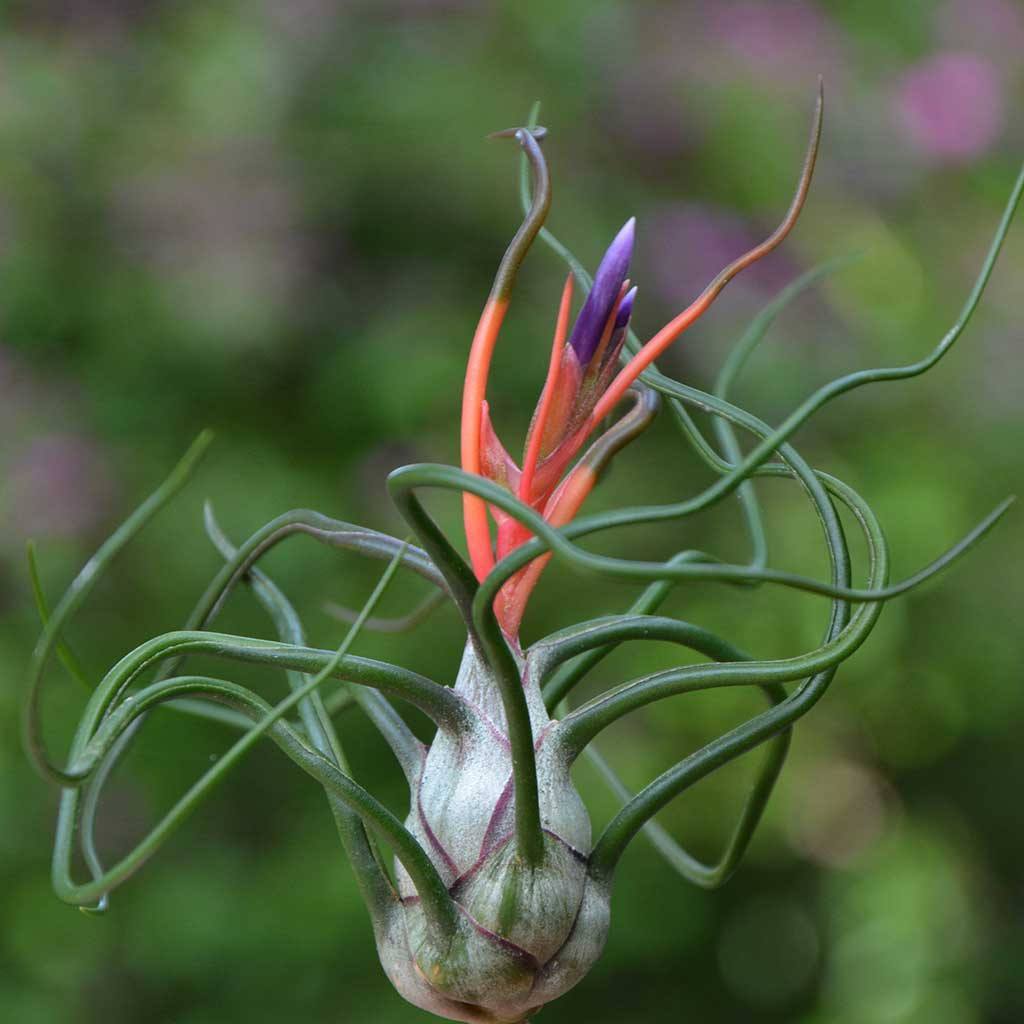 Tillandsia - bulbosa