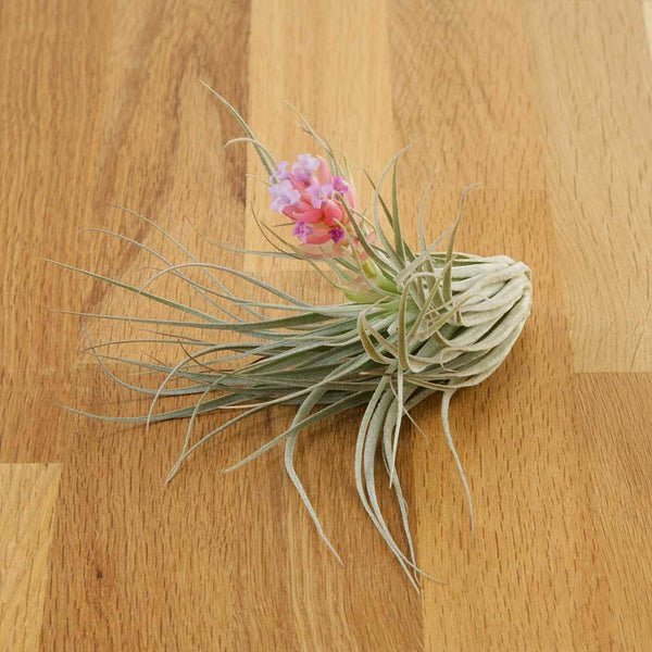 cotton candy air plant care Tillandsia - Cotton Candy