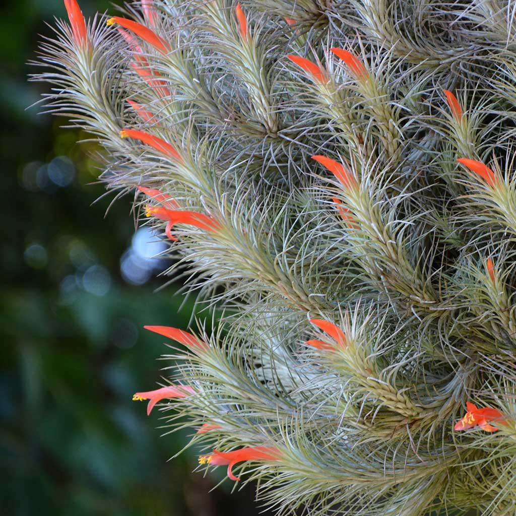 funkiana air plant Tillandsia - funckiana