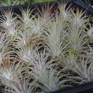 Tillandsia - Ionantha 'Guatemala’ (Wholesale)