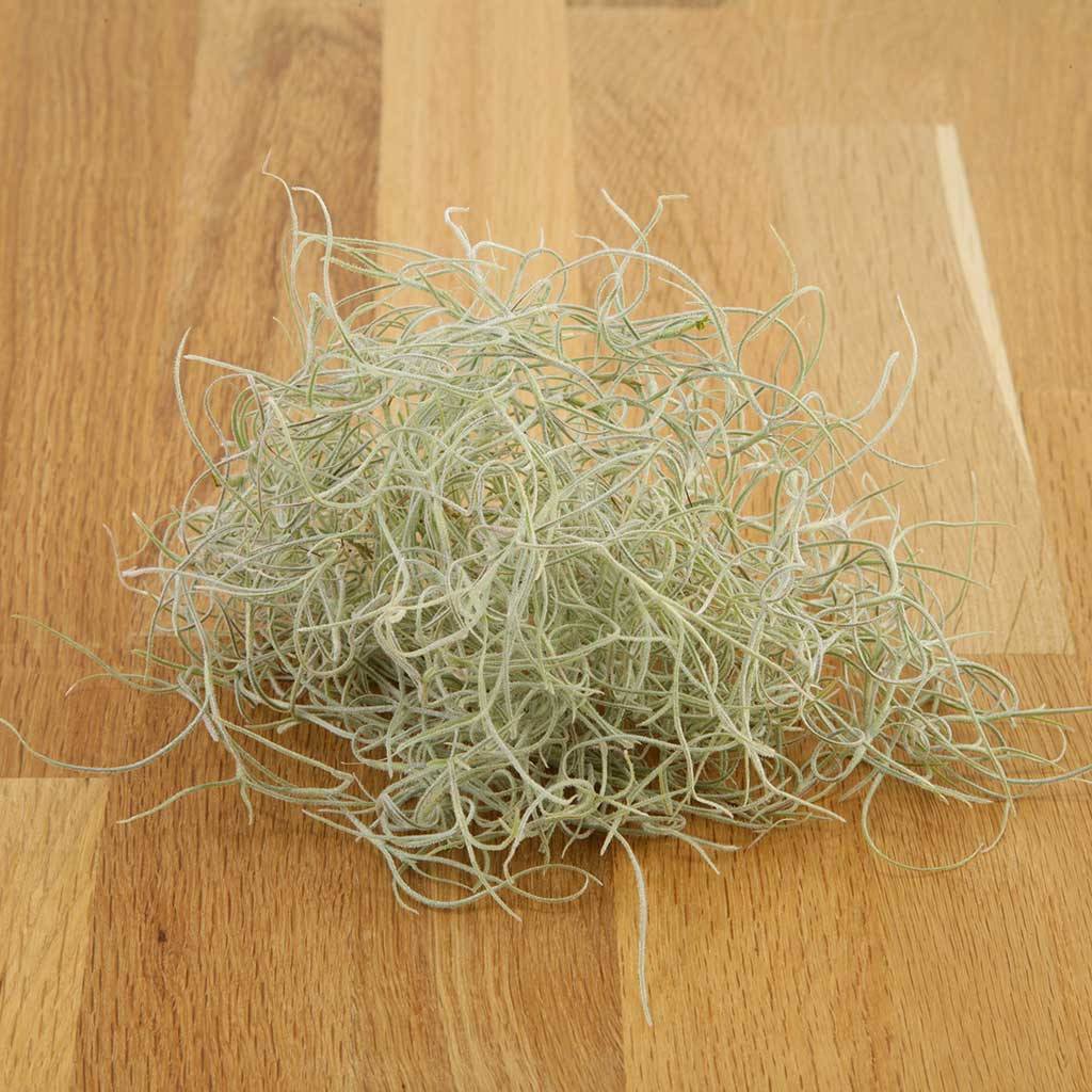 Tillandsia - usneoides Moss 'Old Mans Beard' (Fragrant)