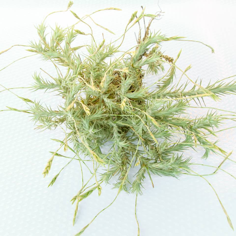 Tillandsia - tricholepsis (Wholesale)