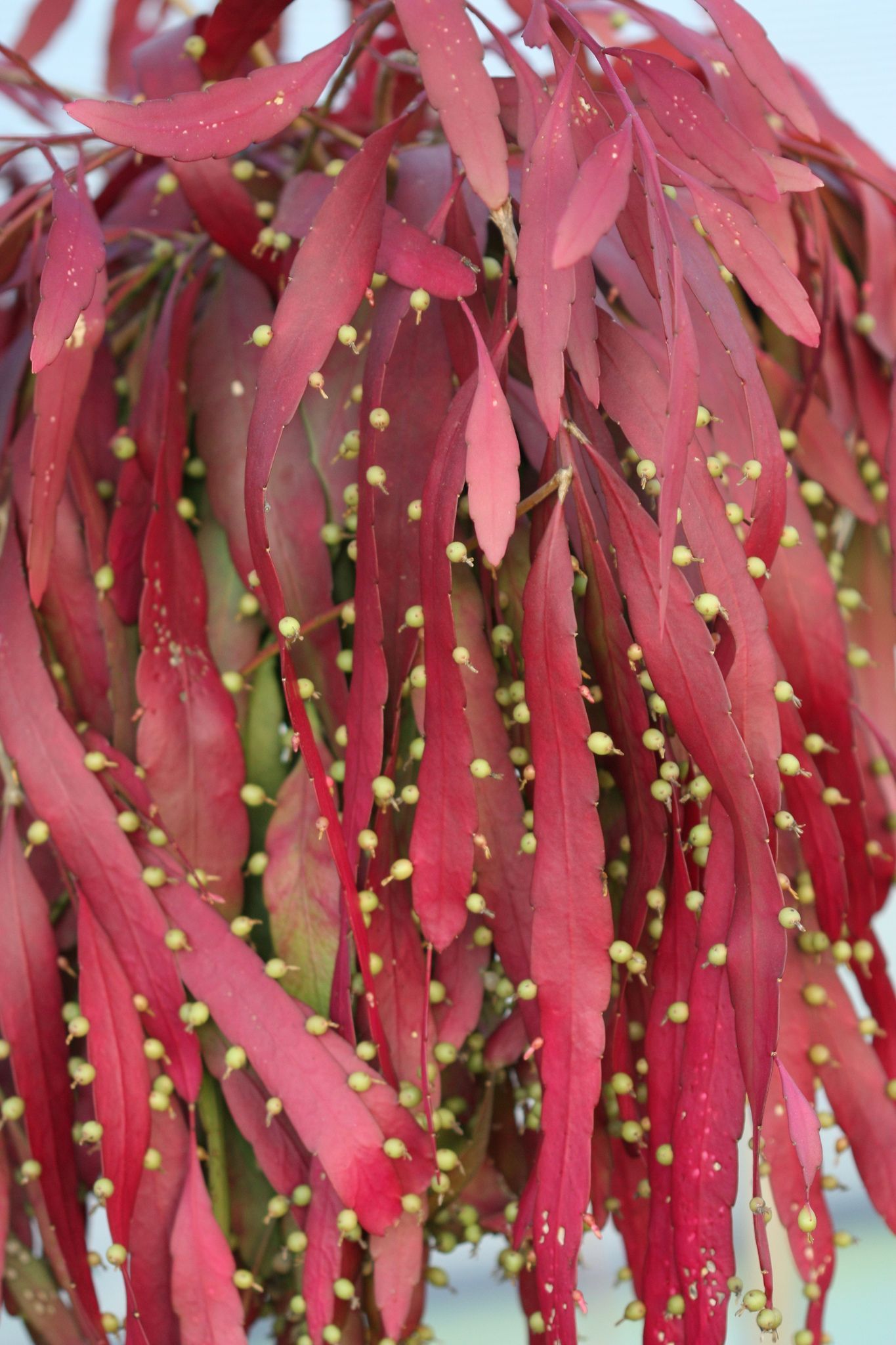 Pseudorhipsalis ramulosa Red Dragon - R21