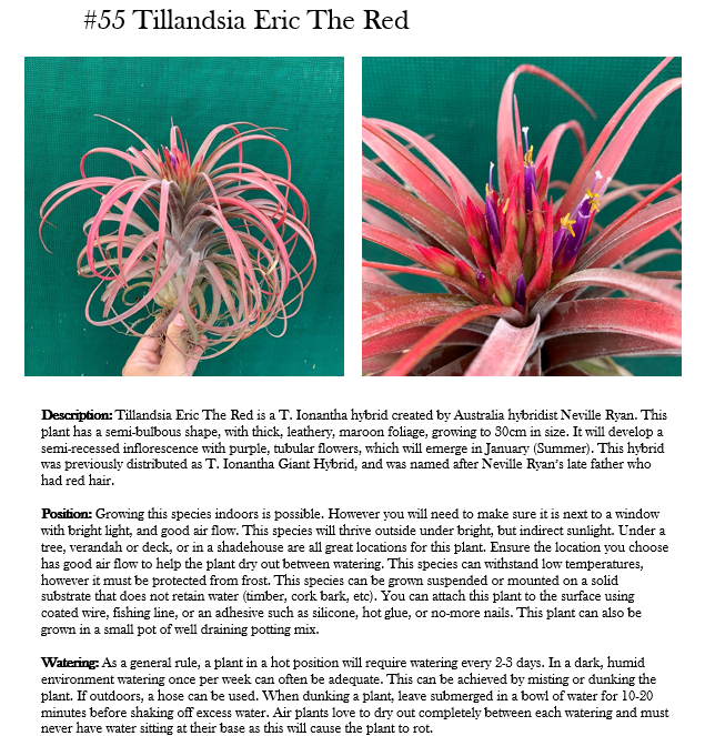 趣味・スポーツ・実用 Tillandsia Handbook 趣味・スポーツ・実用 Tillandsia Handbook 趣味・スポーツ