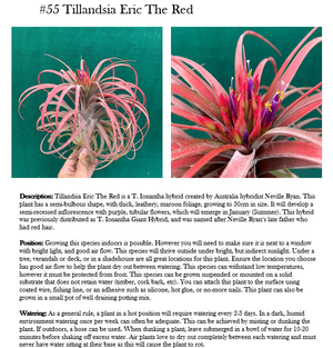 250 Tillandsia & How to Grow Them (eBook)