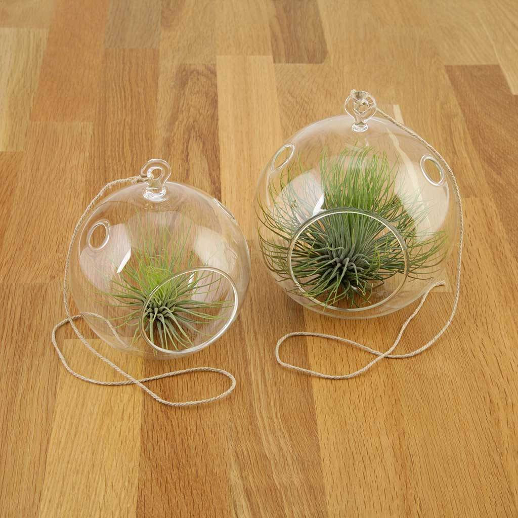 Terrariums - Clean Terrarium