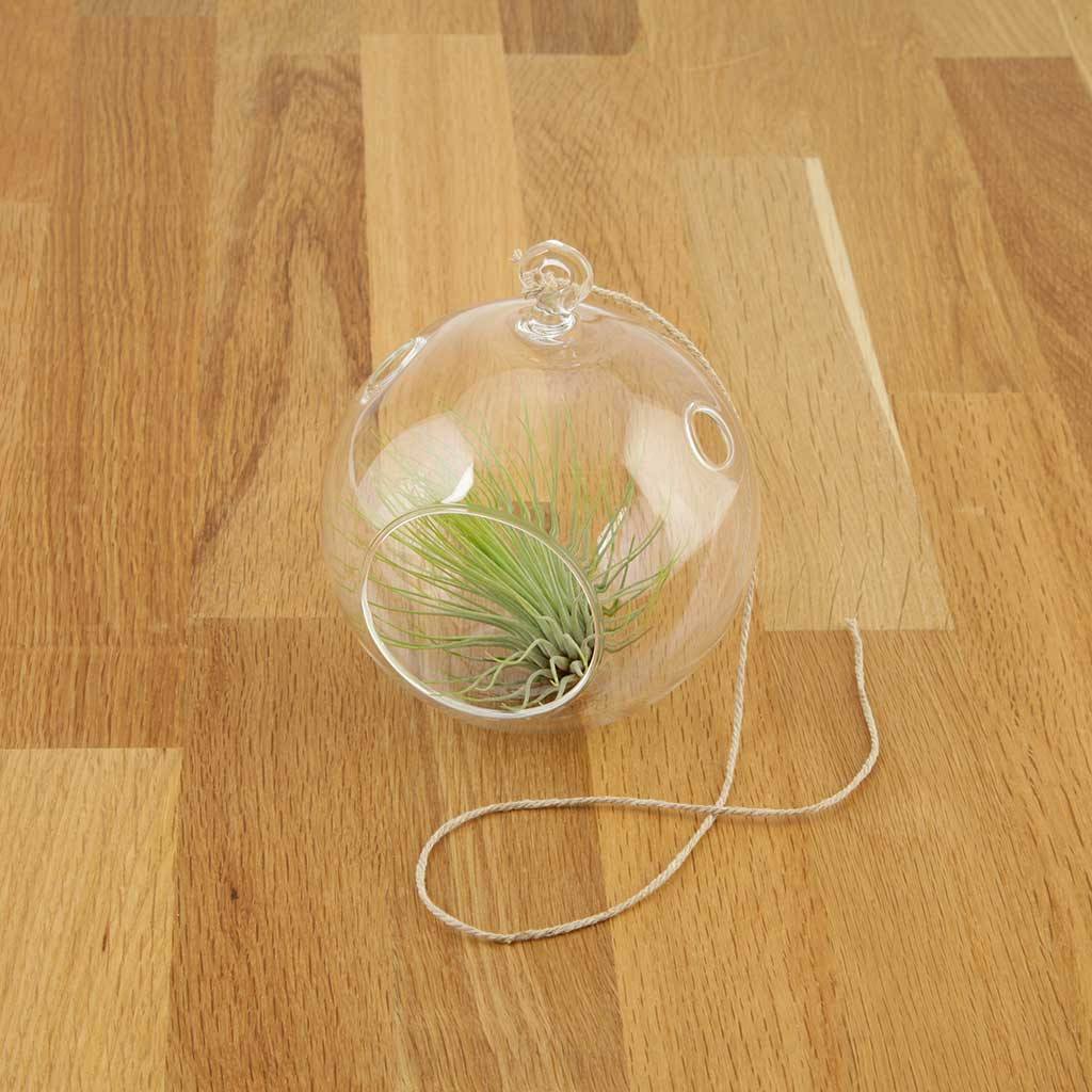 Terrariums - Clean Terrarium