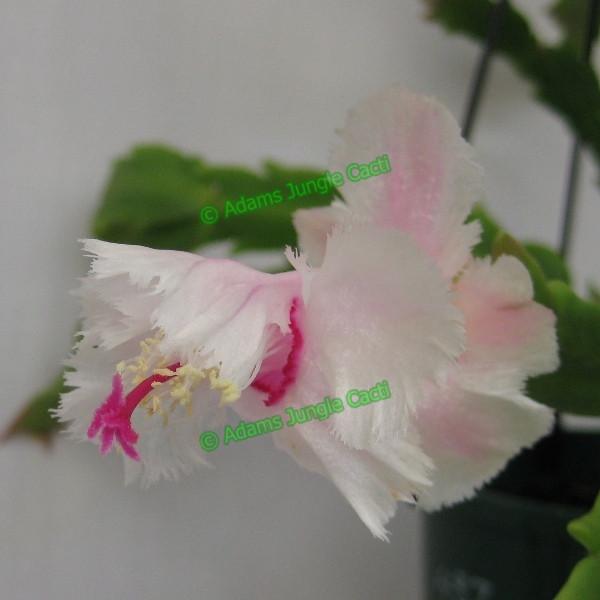 Zygocactus Aspen