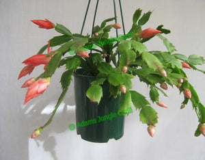 Zygocactus Sanibel