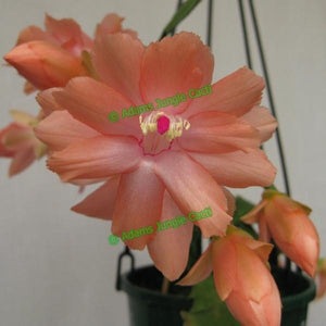Zygocactus Sanibel