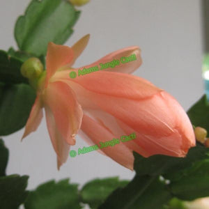 Zygocactus Sanibel
