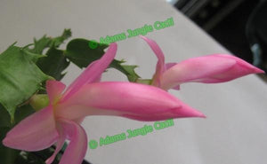 Zygocactus Windsor