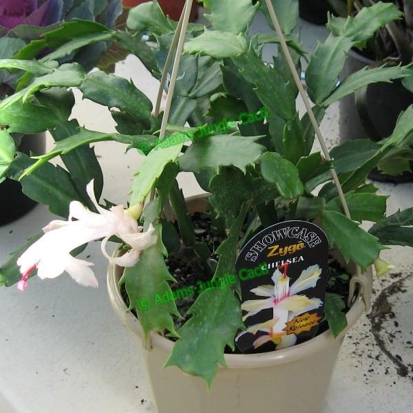 Zygocactus Chelsea NEW