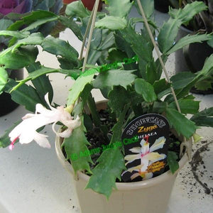 Zygocactus Chelsea NEW