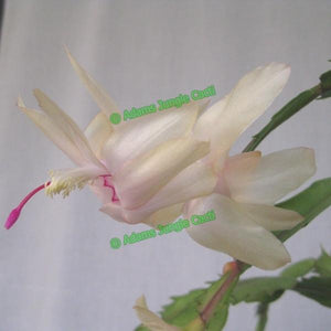 Zygocactus Chelsea NEW