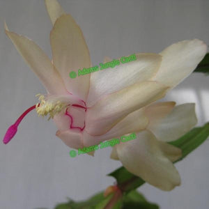 Zygocactus Chelsea NEW