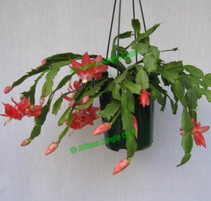 Zygocactus Blazing Fantasy