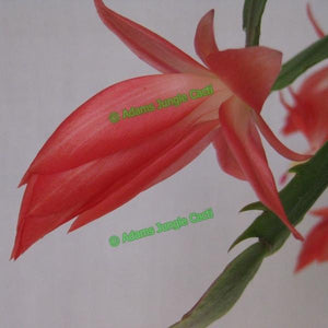 Zygocactus Blazing Fantasy