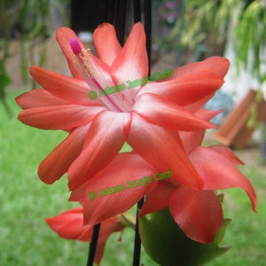Zygocactus Blazing Fantasy