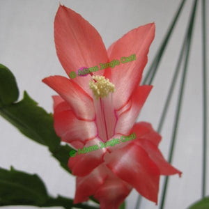 Zygocactus Blazing Fantasy